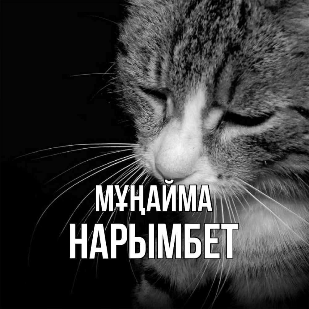 Күн сайын ашық хат с именем, Нарымбет Мұңайма грустный котик Онлайн тегін жүктеп алу тілектері бар керемет карта 