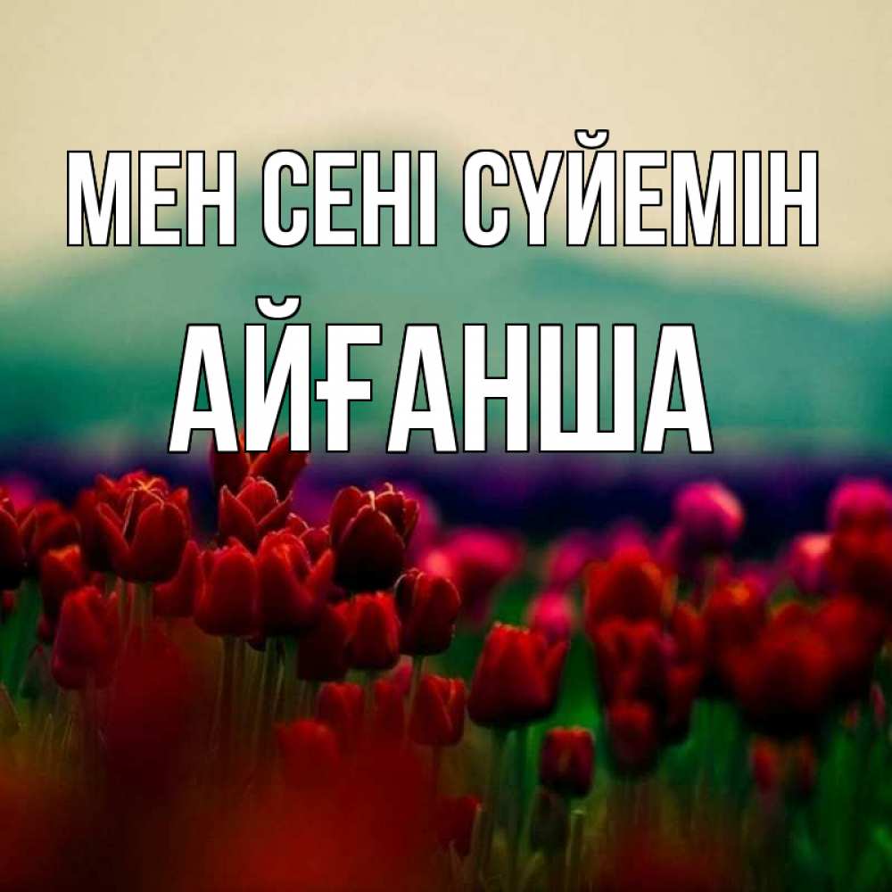 Күн сайын ашық хат с именем, АЙҒАНША Мен сені сүйемін тюльпаны 4 Онлайн тегін жүктеп алу тілектері бар керемет карта 