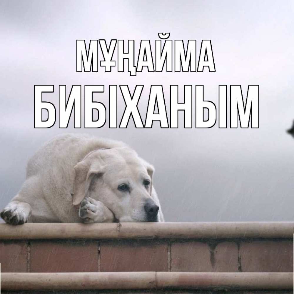 Күн сайын ашық хат с именем, БИБІХАНЫМ Мұңайма белый пес 1 Онлайн тегін жүктеп алу тілектері бар керемет карта 