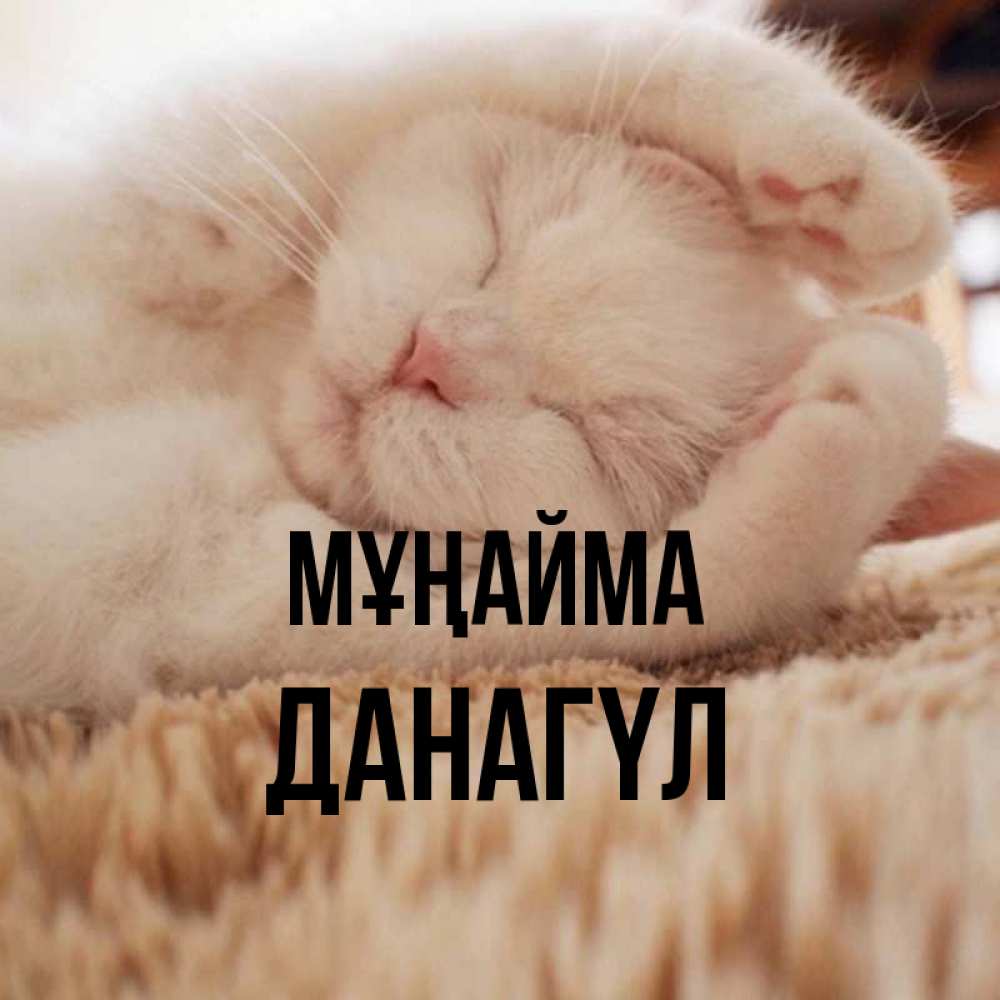 Күн сайын ашық хат с именем, ДАНАГҮЛ Мұңайма Котенок спит Онлайн тегін жүктеп алу тілектері бар керемет карта 