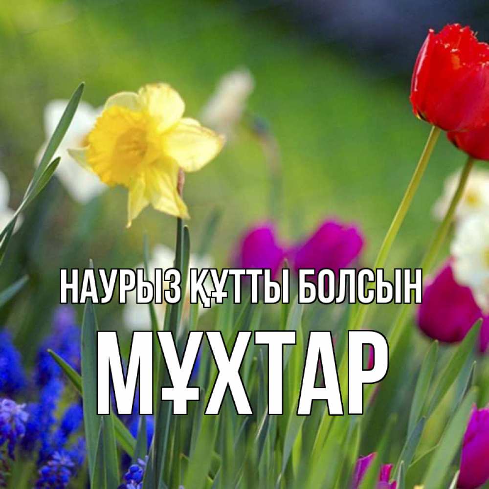 Күн сайын ашық хат с именем, МҰХТАР Наурыз құтты болсын наурыз  3 открытки Онлайн тегін жүктеп алу тілектері бар керемет карта 