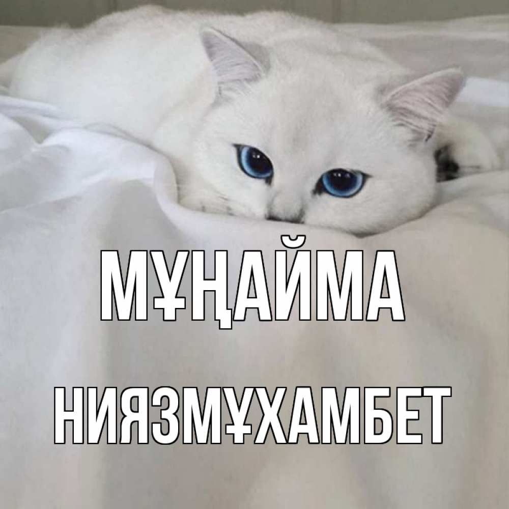 Күн сайын ашық хат с именем, НИЯЗМҰХАМБЕТ Мұңайма белый кот с голубыми глазами на белоснежной кровати Онлайн тегін жүктеп алу тілектері бар керемет карта 
