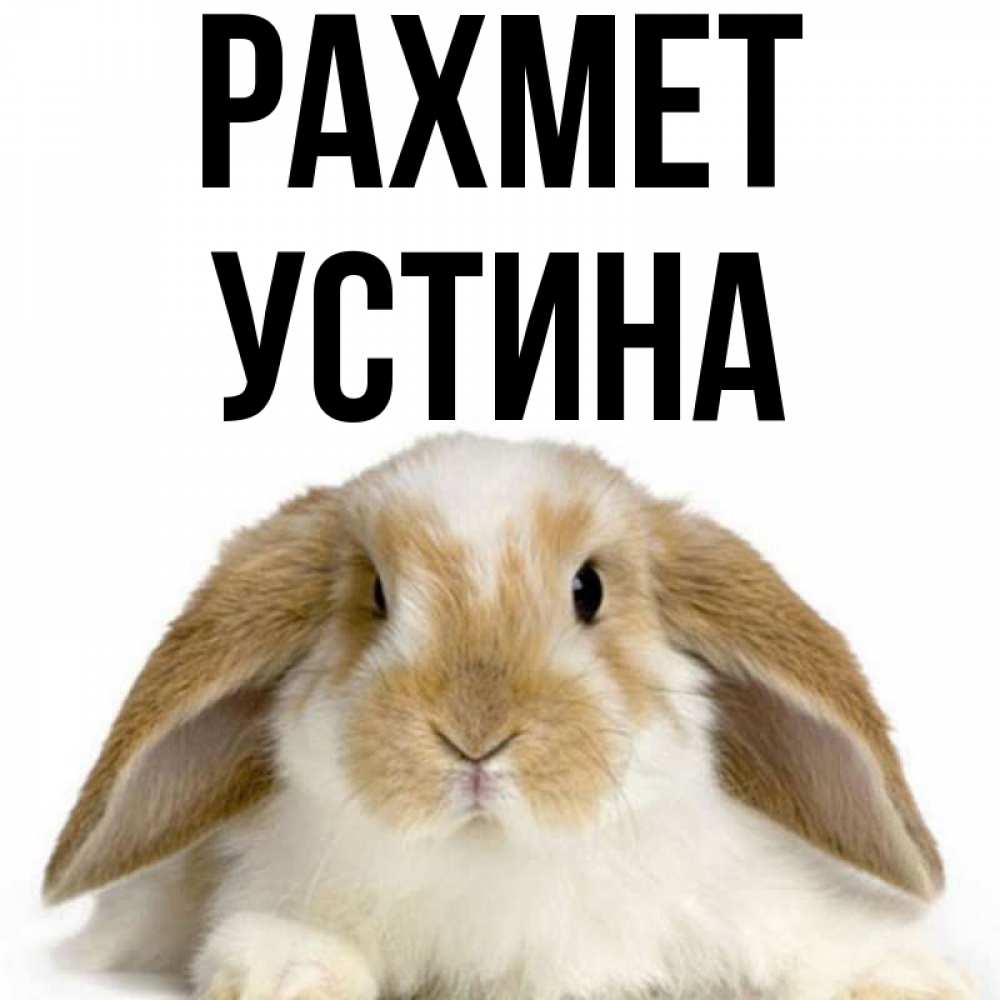 Күн сайын ашық хат с именем, Устина рахмет коричнево белый заяц Онлайн тегін жүктеп алу тілектері бар керемет карта 