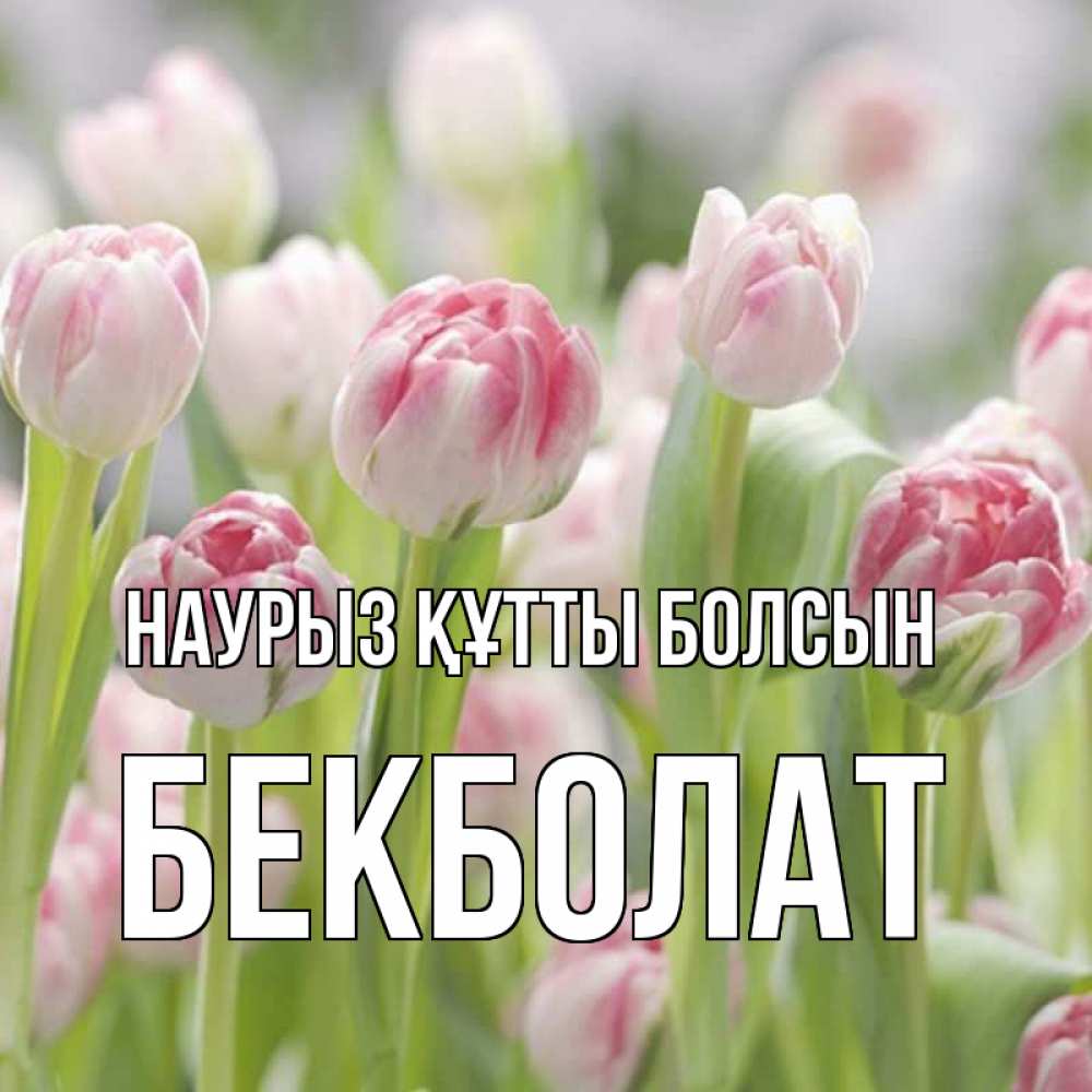 Күн сайын ашық хат с именем, Бекболат Наурыз құтты болсын цветы Онлайн тегін жүктеп алу тілектері бар керемет карта 