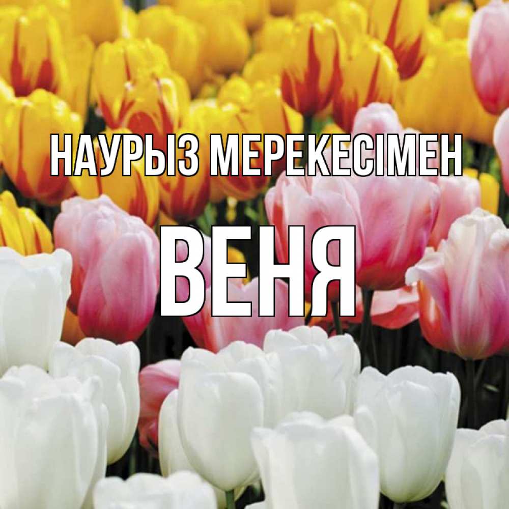 Күн сайын ашық хат с именем, Веня Наурыз мерекесімен разноцветные цветы Онлайн тегін жүктеп алу тілектері бар керемет карта 
