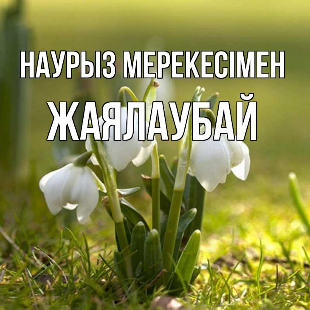 Күн сайын ашық хат с именем, Жаялаубай Наурыз мерекесімен ранние цветы 2 Онлайн тегін жүктеп алу тілектері бар керемет карта 