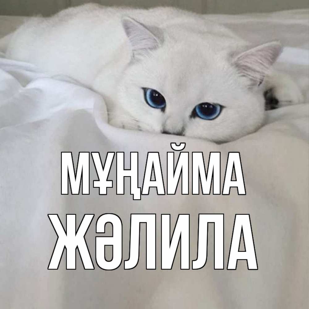 Күн сайын ашық хат с именем, ЖӘЛИЛА Мұңайма белый кот с голубыми глазами на белоснежной кровати Онлайн тегін жүктеп алу тілектері бар керемет карта 