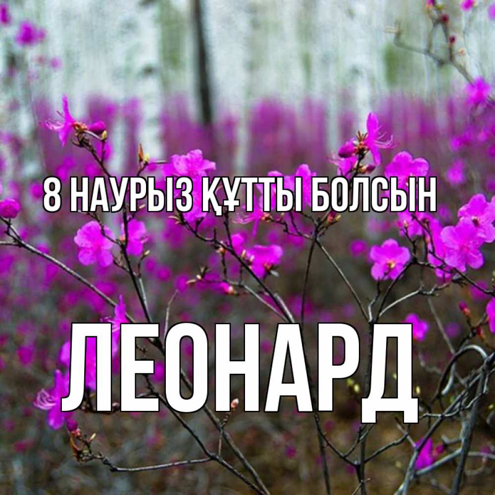Күн сайын ашық хат с именем, Леонард 8 наурыз құтты болсын дикие цветы Онлайн тегін жүктеп алу тілектері бар керемет карта 
