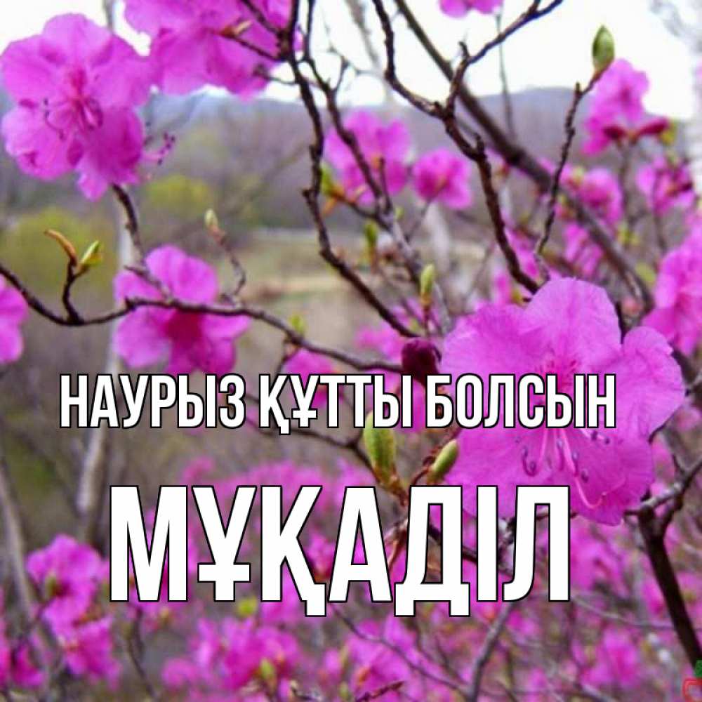 Күн сайын ашық хат с именем, МҰҚАДІЛ Наурыз құтты болсын наурыз мейрамы кутты болсын Онлайн тегін жүктеп алу тілектері бар керемет карта 