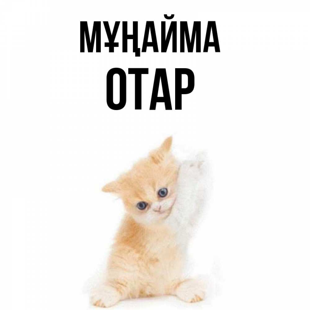 Күн сайын ашық хат с именем, ОТАР Мұңайма просящий кот Онлайн тегін жүктеп алу тілектері бар керемет карта 