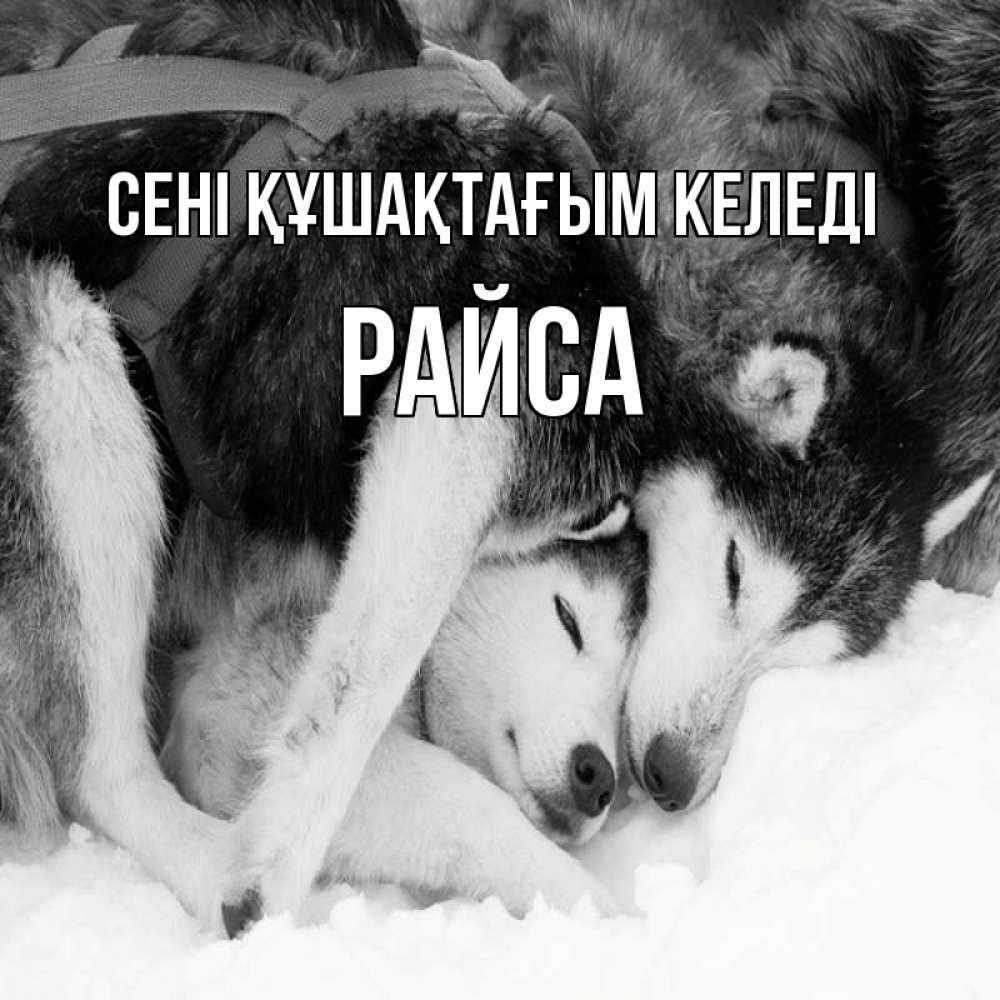 Күн сайын ашық хат с именем, РАЙСА сені құшақтағым келеді собачки в упряжке Онлайн тегін жүктеп алу тілектері бар керемет карта 