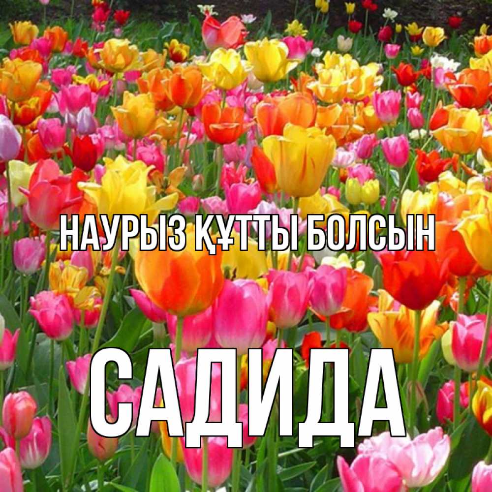 Күн сайын ашық хат с именем, САДИДА Наурыз құтты болсын на наурыз  ура ура Онлайн тегін жүктеп алу тілектері бар керемет карта 