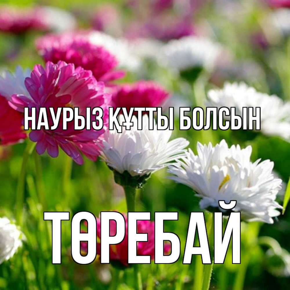 Күн сайын ашық хат с именем, Төребай Наурыз құтты болсын наурыз Онлайн тегін жүктеп алу тілектері бар керемет карта 