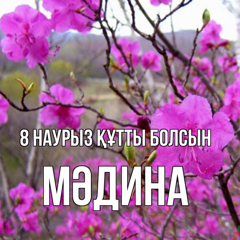 Күн сайын ашық хат с именем, МӘДИНА 8 наурыз құтты болсын международный женский день Онлайн тегін жүктеп алу тілектері бар керемет карта 