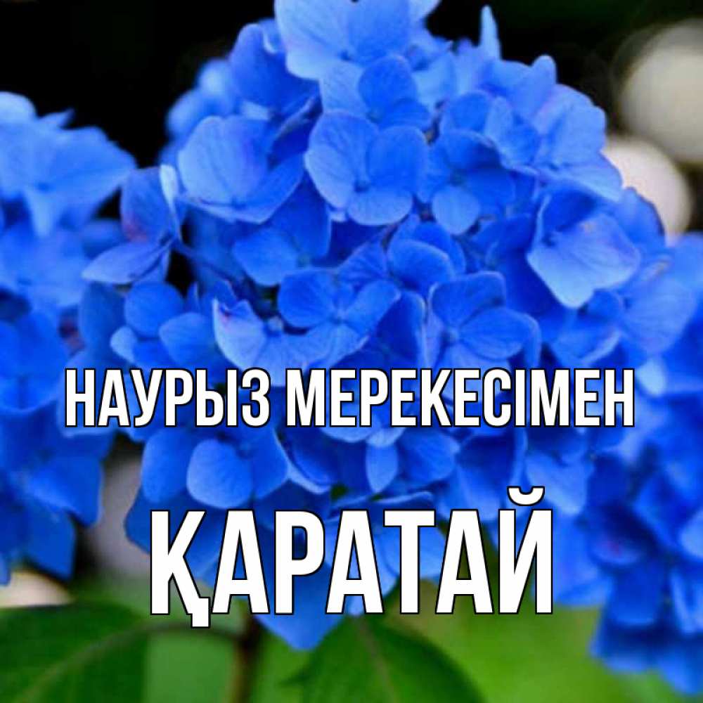 Күн сайын ашық хат с именем, Қаратай Наурыз мерекесімен синие цветы Онлайн тегін жүктеп алу тілектері бар керемет карта 