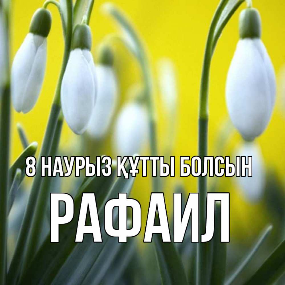 Күн сайын ашық хат с именем, Рафаил 8 наурыз құтты болсын весенние цветы Онлайн тегін жүктеп алу тілектері бар керемет карта 