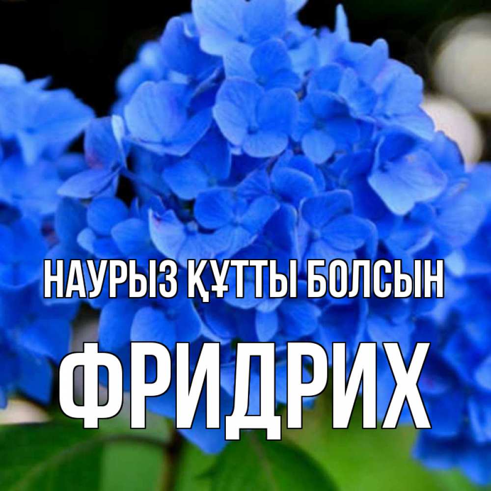 Күн сайын ашық хат с именем, Фридрих Наурыз құтты болсын синие цветы Онлайн тегін жүктеп алу тілектері бар керемет карта 