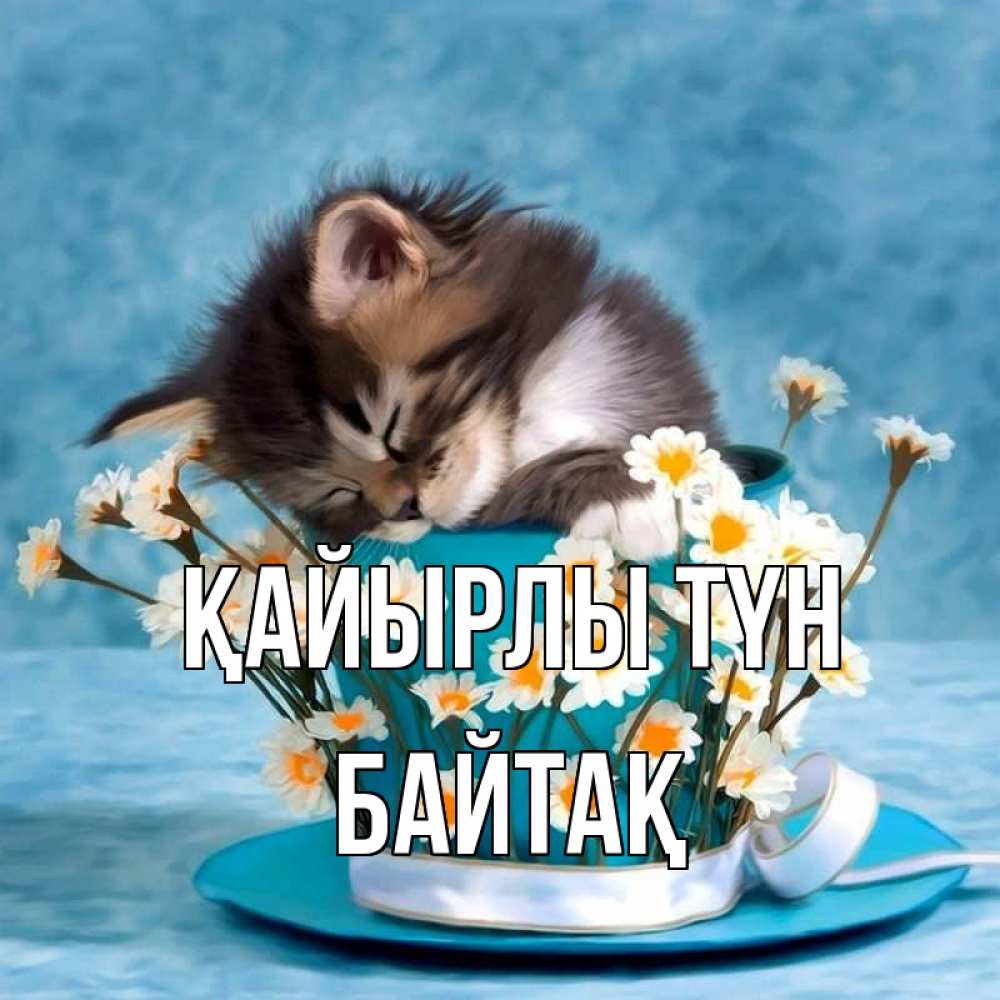 Күн сайын ашық хат с именем, Байтақ Қайырлы түн котенок спит в кружке с блюдцем Онлайн тегін жүктеп алу тілектері бар керемет карта 