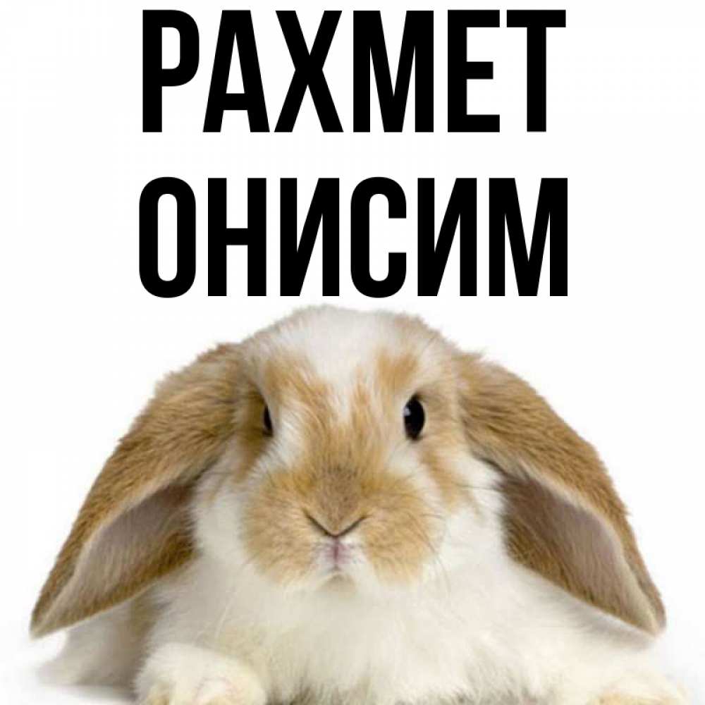 Күн сайын ашық хат с именем, Онисим рахмет коричнево белый заяц Онлайн тегін жүктеп алу тілектері бар керемет карта 