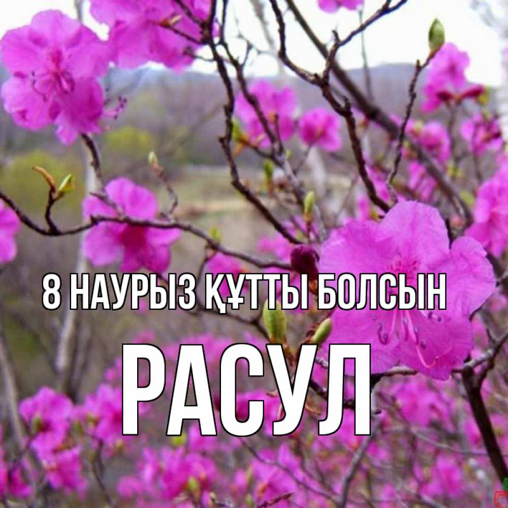 Күн сайын ашық хат с именем, РАСУЛ 8 наурыз құтты болсын международный женский день Онлайн тегін жүктеп алу тілектері бар керемет карта 