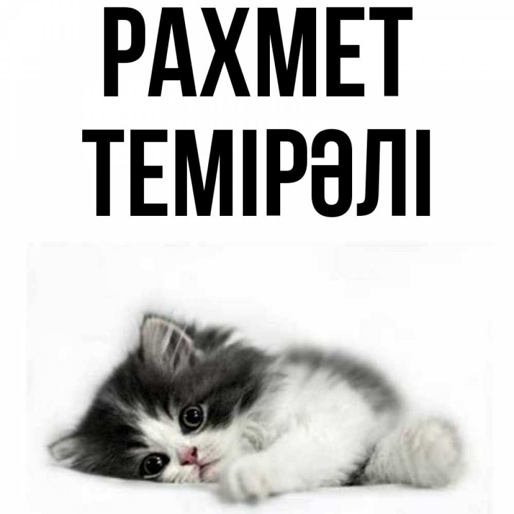 Күн сайын ашық хат с именем, ТЕМІРӘЛІ рахмет черный и белый кот Онлайн тегін жүктеп алу тілектері бар керемет карта 