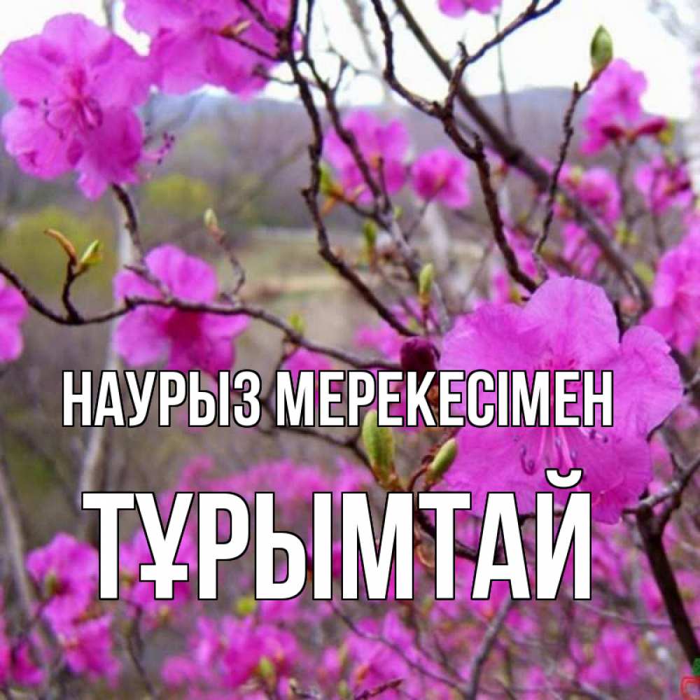 Күн сайын ашық хат с именем, ТҰРЫМТАЙ Наурыз мерекесімен праздник весны наурыз Онлайн тегін жүктеп алу тілектері бар керемет карта 