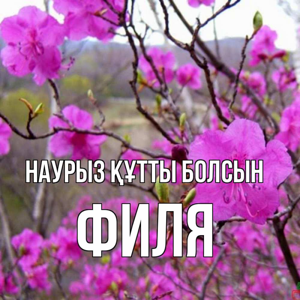 Күн сайын ашық хат с именем, Филя Наурыз құтты болсын наурыз мейрамы кутты болсын Онлайн тегін жүктеп алу тілектері бар керемет карта 