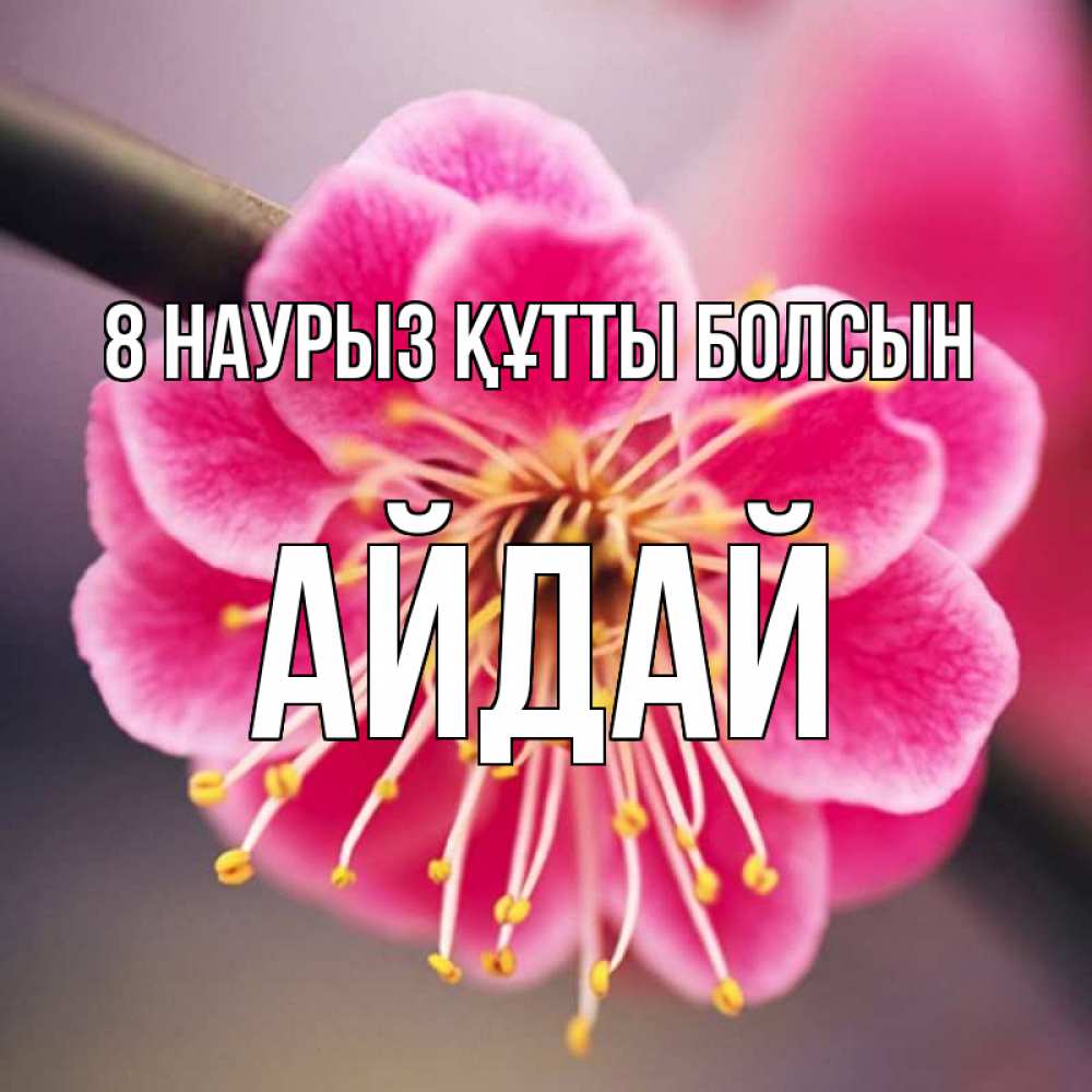 Күн сайын ашық хат с именем, АЙДАЙ 8 наурыз құтты болсын цветы Онлайн тегін жүктеп алу тілектері бар керемет карта 