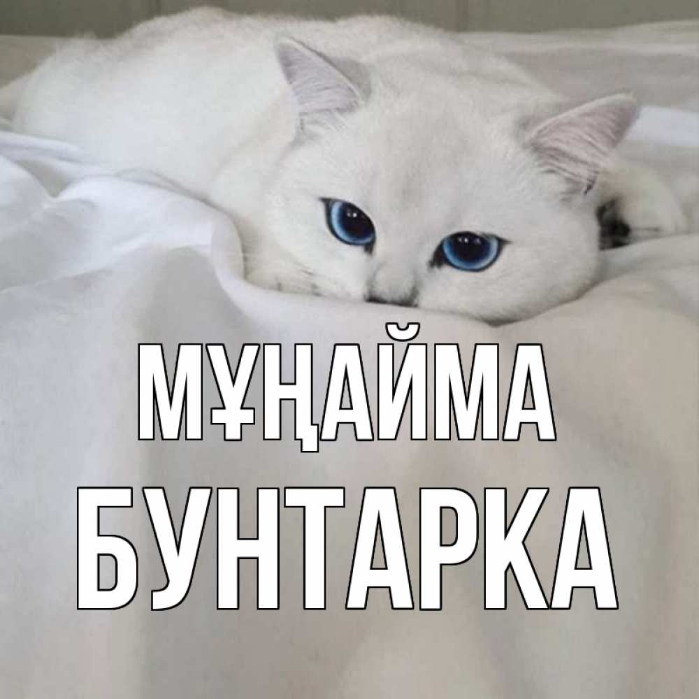 Күн сайын ашық хат с именем, Бунтарка Мұңайма белый кот с голубыми глазами на белоснежной кровати Онлайн тегін жүктеп алу тілектері бар керемет карта 