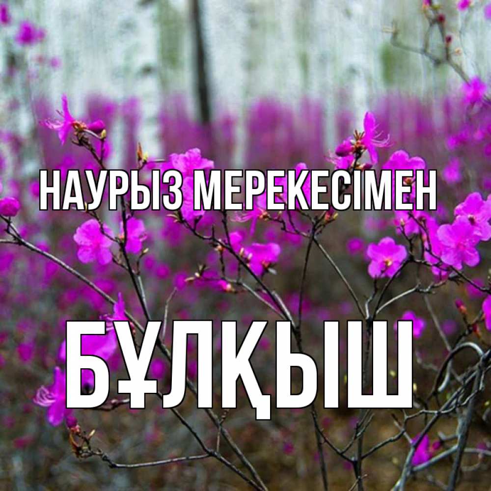 Күн сайын ашық хат с именем, Бұлқыш Наурыз мерекесімен дикие цветы Онлайн тегін жүктеп алу тілектері бар керемет карта 