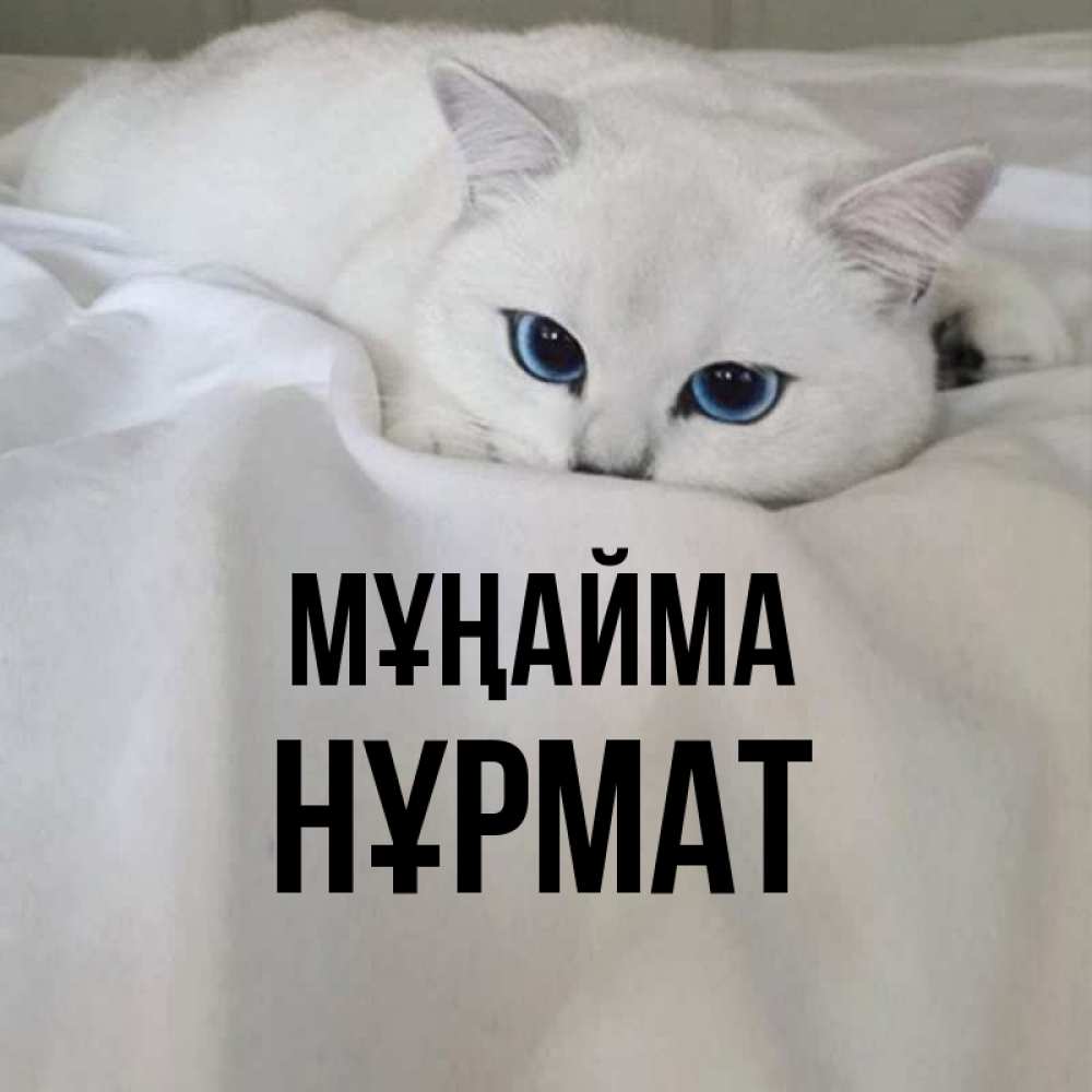 Күн сайын ашық хат с именем, Нұрмат Мұңайма Голубоглазая кошка Онлайн тегін жүктеп алу тілектері бар керемет карта 