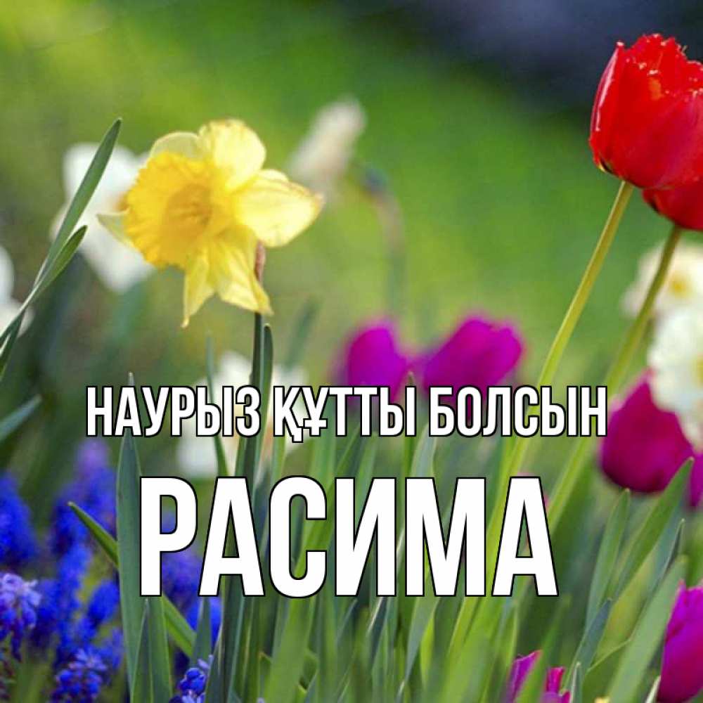 Күн сайын ашық хат с именем, РАСИМА Наурыз құтты болсын наурыз  3 открытки Онлайн тегін жүктеп алу тілектері бар керемет карта 