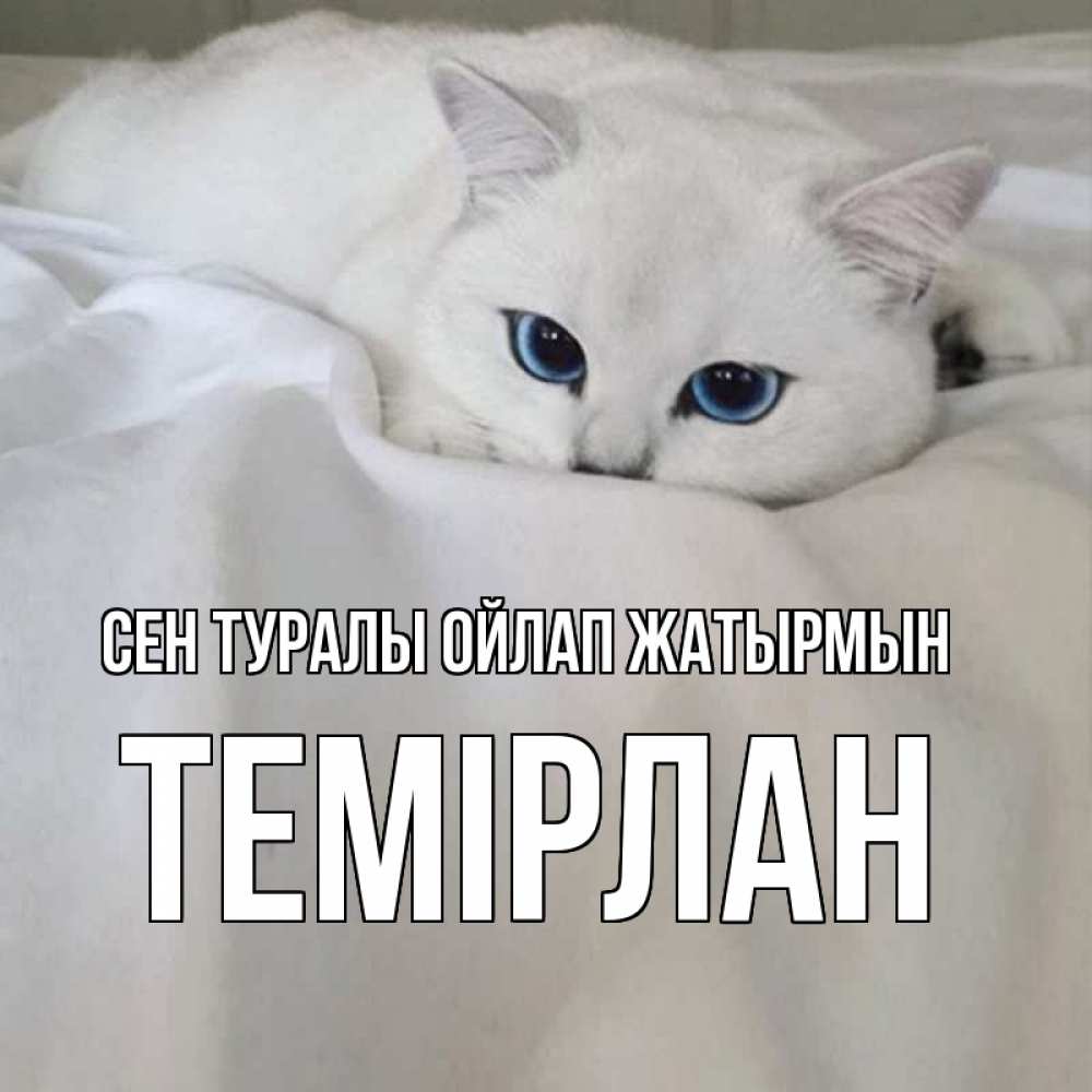 Күн сайын ашық хат с именем, ТЕМІРЛАН Сен туралы ойлап жатырмын я очень по тебе скучаю и тоскую Онлайн тегін жүктеп алу тілектері бар керемет карта 