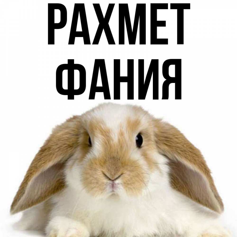 Күн сайын ашық хат с именем, Фания рахмет коричнево белый заяц Онлайн тегін жүктеп алу тілектері бар керемет карта 