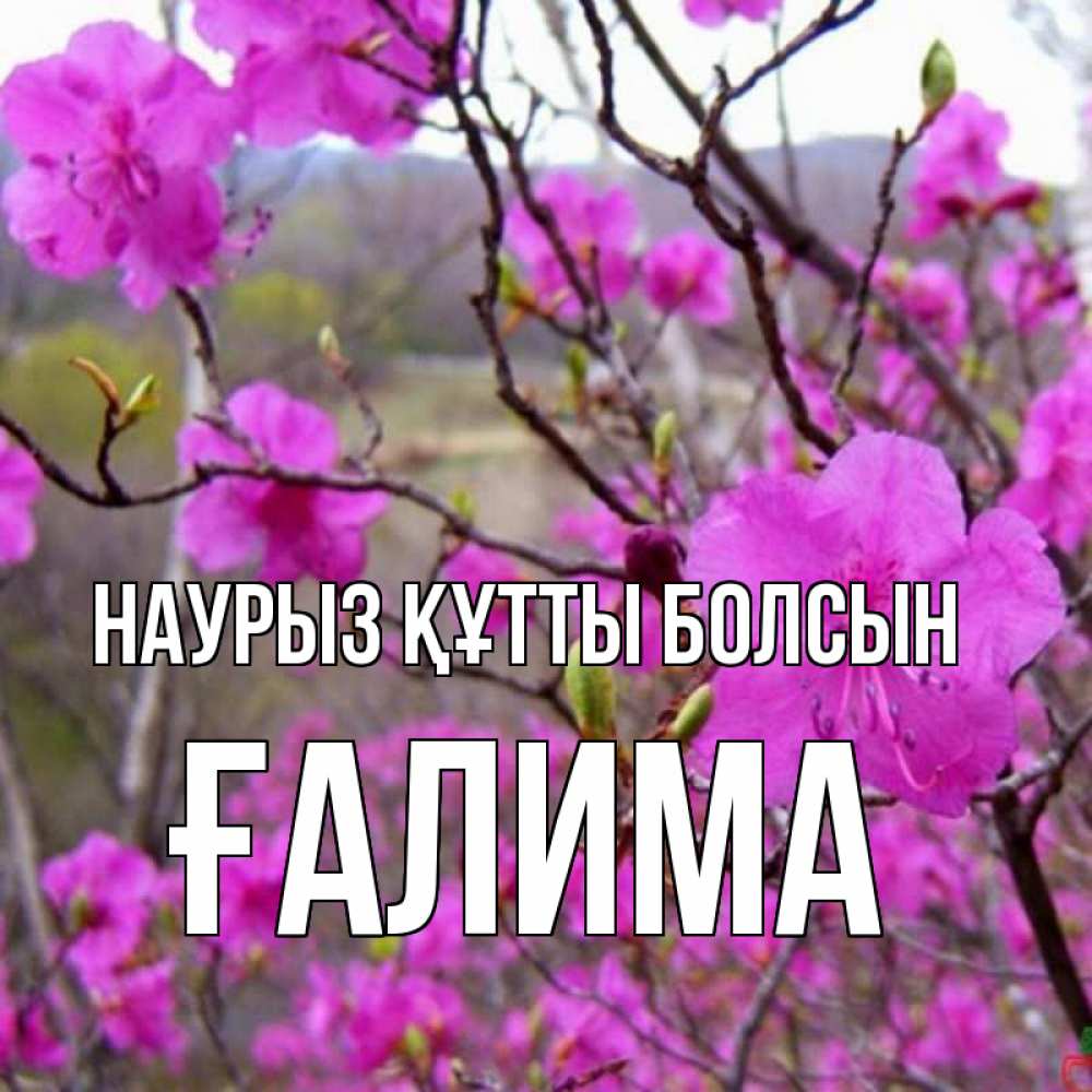 Күн сайын ашық хат с именем, ҒАЛИМА Наурыз құтты болсын наурыз мейрамы кутты болсын Онлайн тегін жүктеп алу тілектері бар керемет карта 