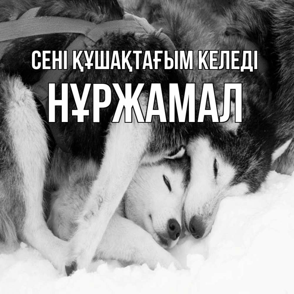 Күн сайын ашық хат с именем, НҰРЖАМАЛ сені құшақтағым келеді собачки в упряжке Онлайн тегін жүктеп алу тілектері бар керемет карта 