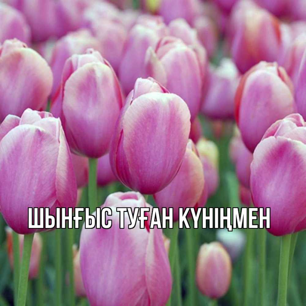 Картинка  с именем , ШЫНҒЫС! ТУҒАН КҮНІҢМЕН!