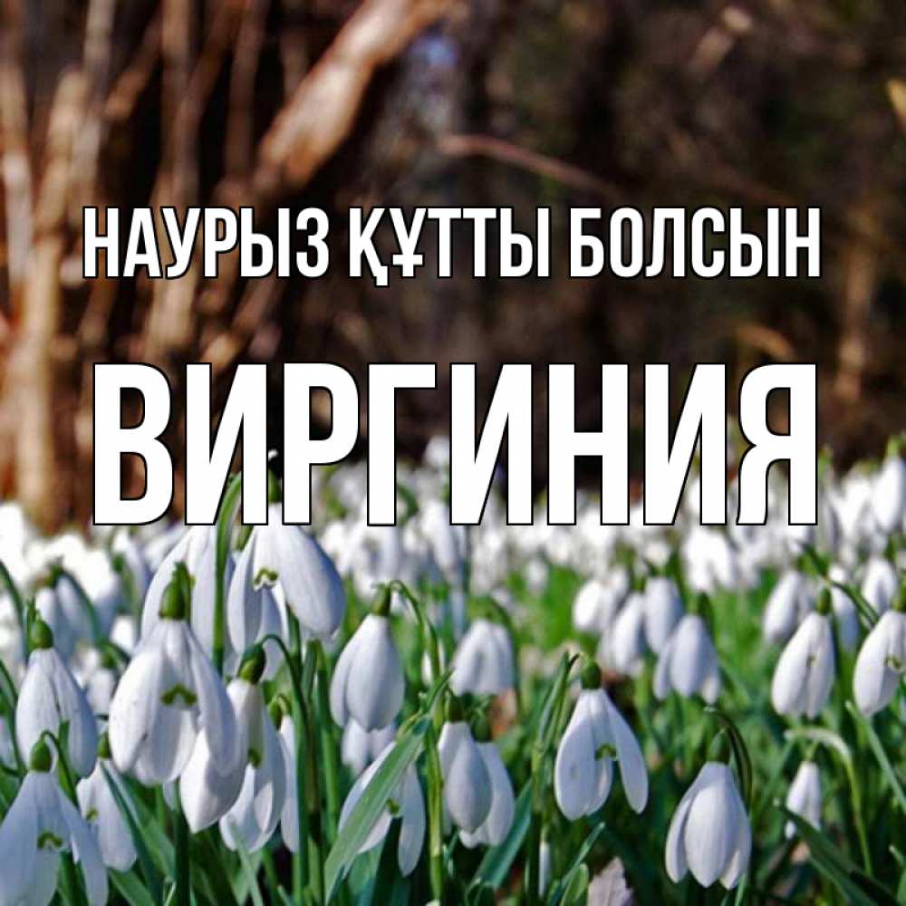 Күн сайын ашық хат с именем, Виргиния Наурыз құтты болсын с подснежниками 1 Онлайн тегін жүктеп алу тілектері бар керемет карта 
