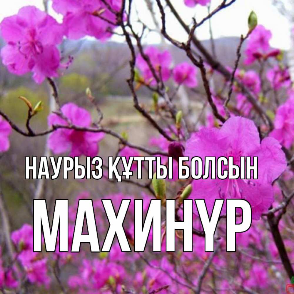 Күн сайын ашық хат с именем, МАХИНҮР Наурыз құтты болсын наурыз мейрамы кутты болсын Онлайн тегін жүктеп алу тілектері бар керемет карта 