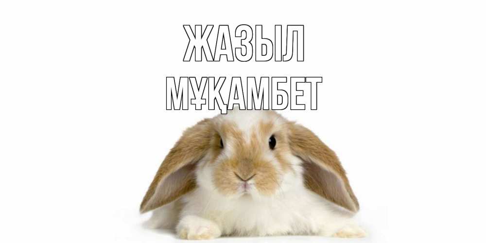 Күн сайын ашық хат с именем, МҰҚАМБЕТ Жазыл вислоухий кролик белого и коричневого цвета Онлайн тегін жүктеп алу тілектері бар керемет карта 