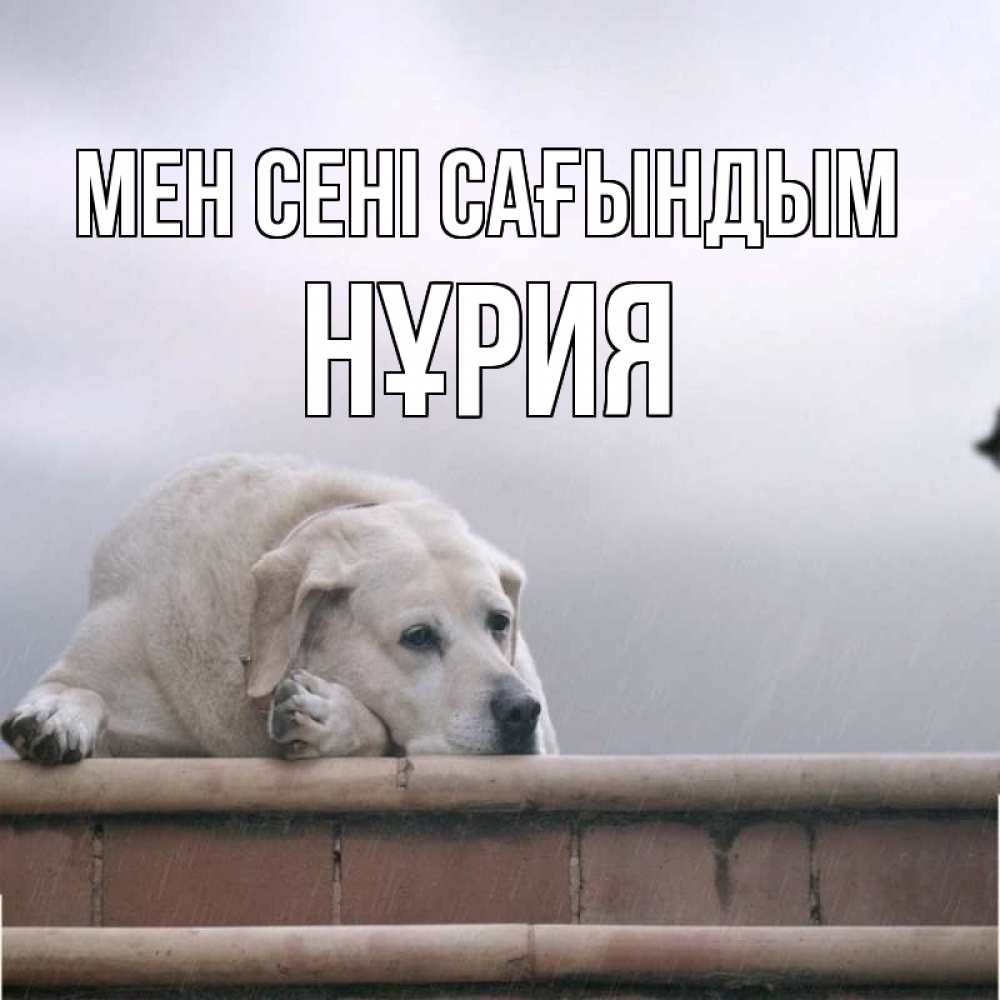 Күн сайын ашық хат с именем, НҰРИЯ Мен сені сағындым ждет Онлайн тегін жүктеп алу тілектері бар керемет карта 