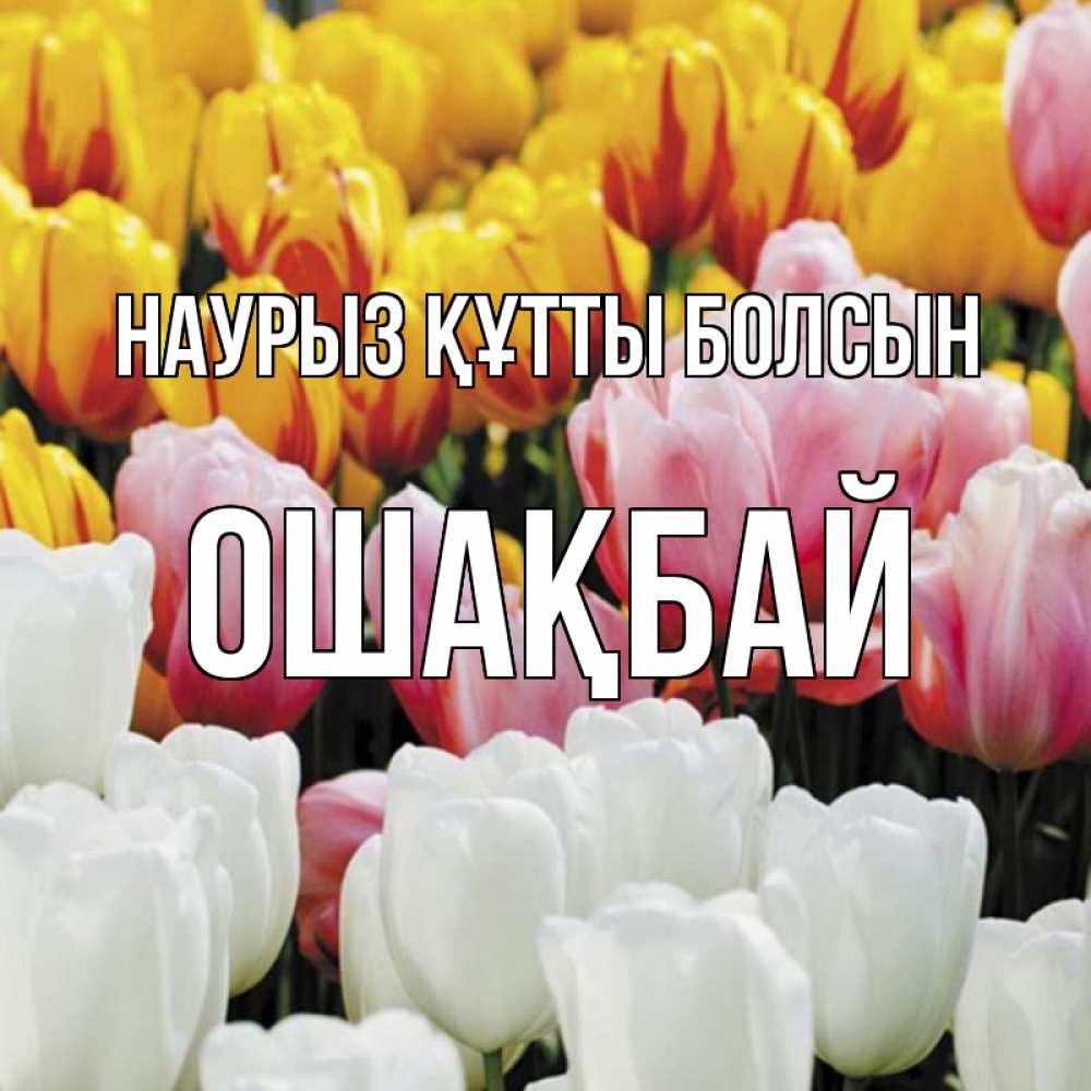 Күн сайын ашық хат с именем, ОШАҚБАЙ Наурыз құтты болсын разноцветные цветы Онлайн тегін жүктеп алу тілектері бар керемет карта 