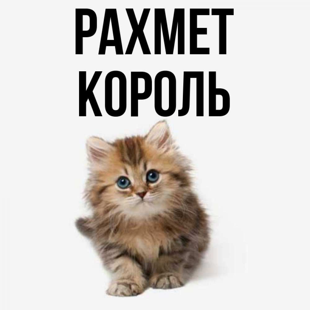 Күн сайын ашық хат с именем, Король рахмет пушистый котик Онлайн тегін жүктеп алу тілектері бар керемет карта 