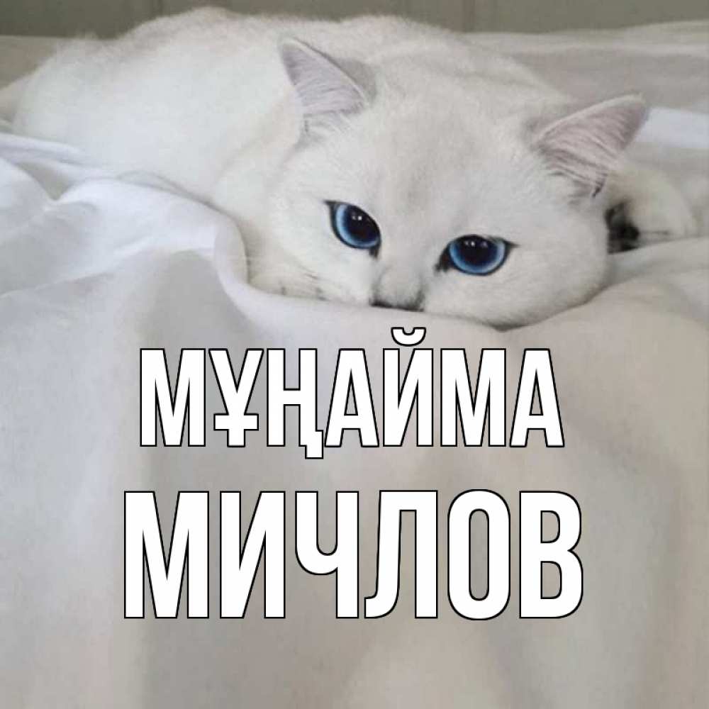 Күн сайын ашық хат с именем, Мичлов Мұңайма белый кот с голубыми глазами на белоснежной кровати Онлайн тегін жүктеп алу тілектері бар керемет карта 