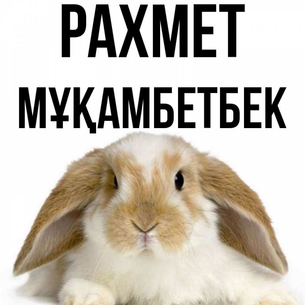 Күн сайын ашық хат с именем, Мұқамбетбек рахмет коричнево белый заяц Онлайн тегін жүктеп алу тілектері бар керемет карта 