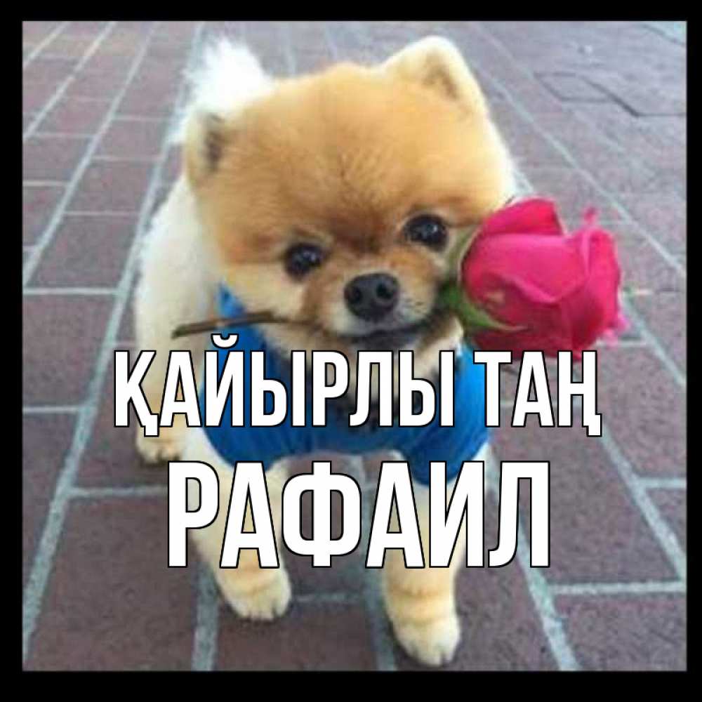 Күн сайын ашық хат с именем, Рафаил Қайырлы таң роза в зубах Онлайн тегін жүктеп алу тілектері бар керемет карта 