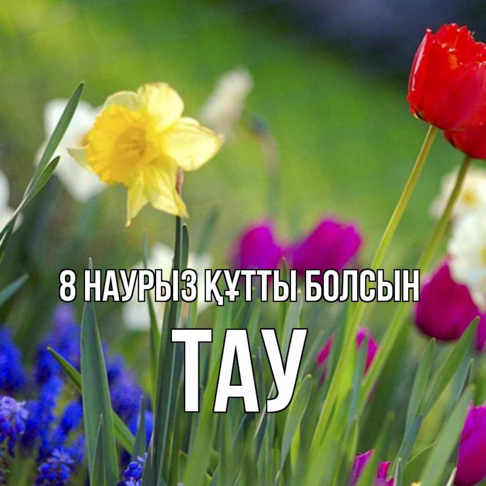 Күн сайын ашық хат с именем, ТАУ 8 наурыз құтты болсын международный женский день 3 Онлайн тегін жүктеп алу тілектері бар керемет карта 