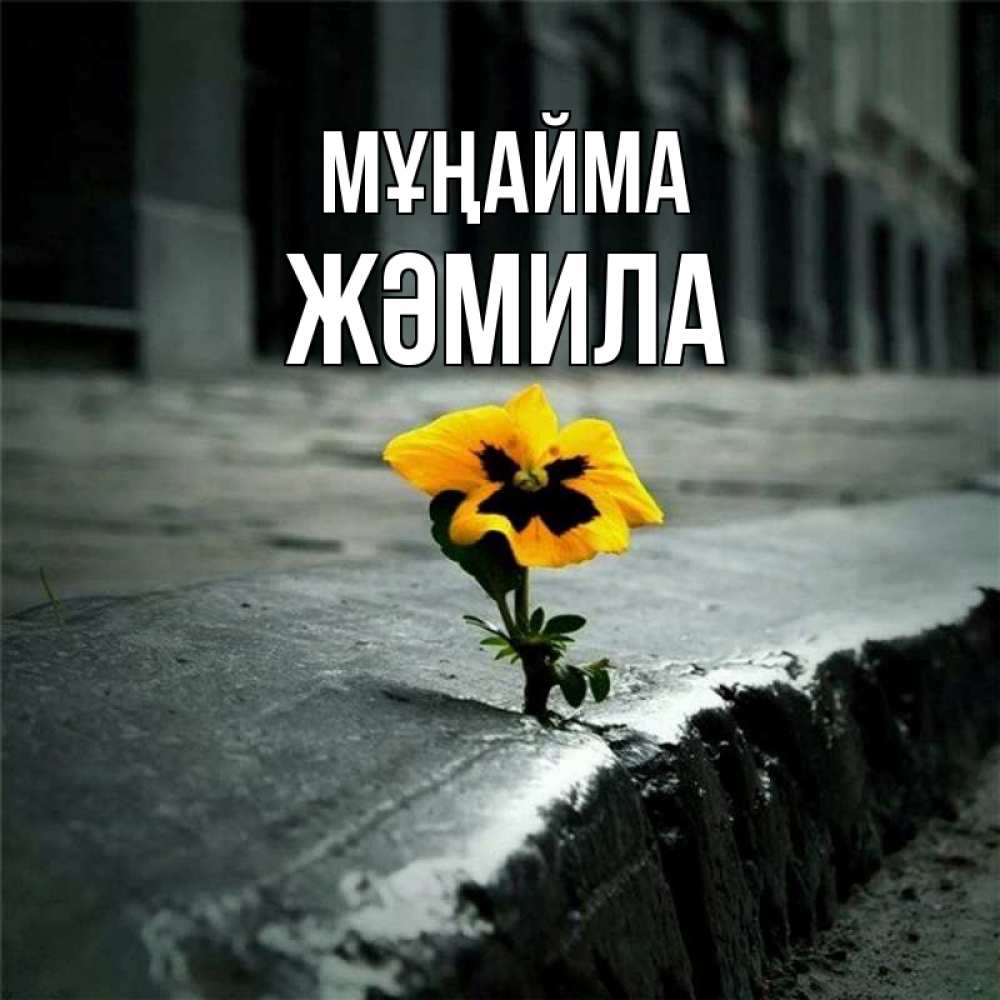 Күн сайын ашық хат с именем, ЖӘМИЛА Мұңайма не сдавайся Онлайн тегін жүктеп алу тілектері бар керемет карта 