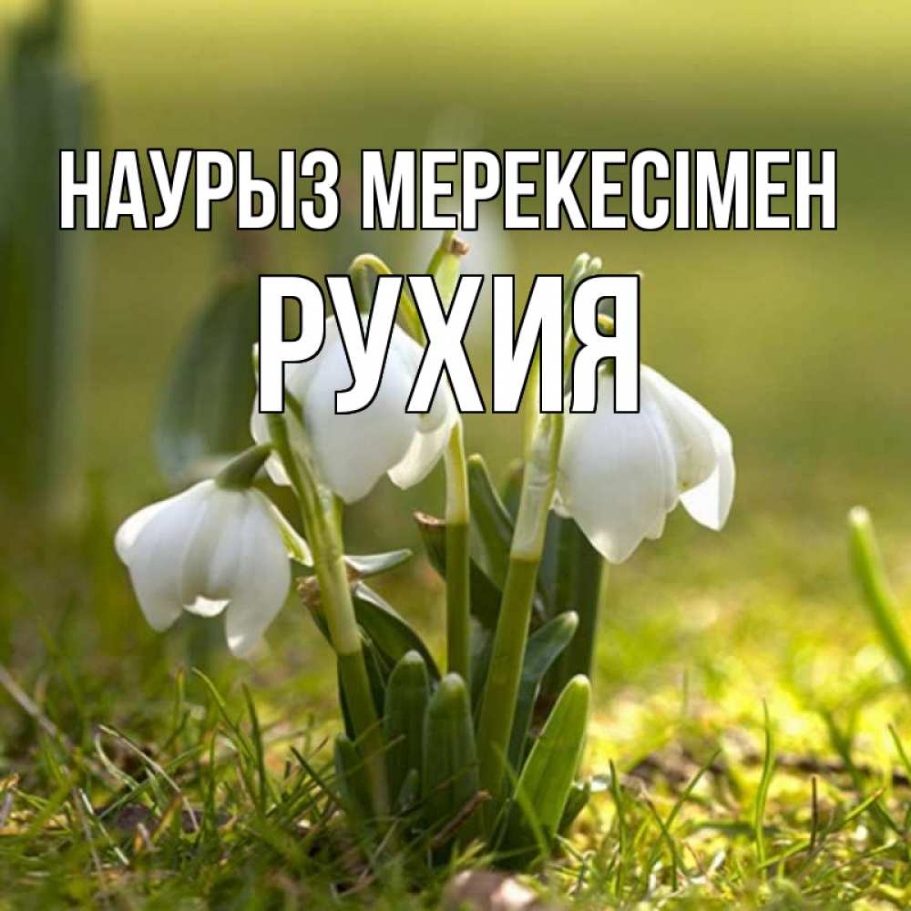 Күн сайын ашық хат с именем, РУХИЯ Наурыз мерекесімен ранние цветы 2 Онлайн тегін жүктеп алу тілектері бар керемет карта 