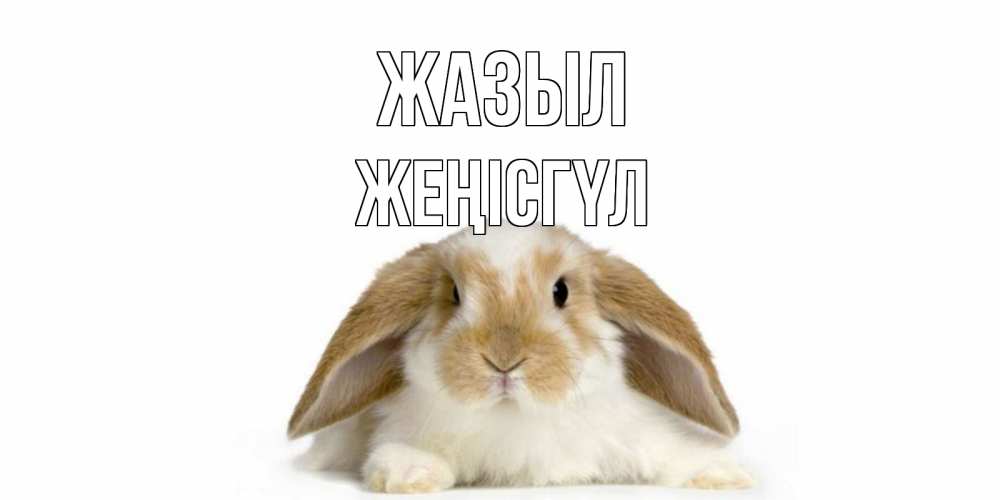 Күн сайын ашық хат с именем, ЖЕҢІСГҮЛ Жазыл вислоухий кролик белого и коричневого цвета Онлайн тегін жүктеп алу тілектері бар керемет карта 